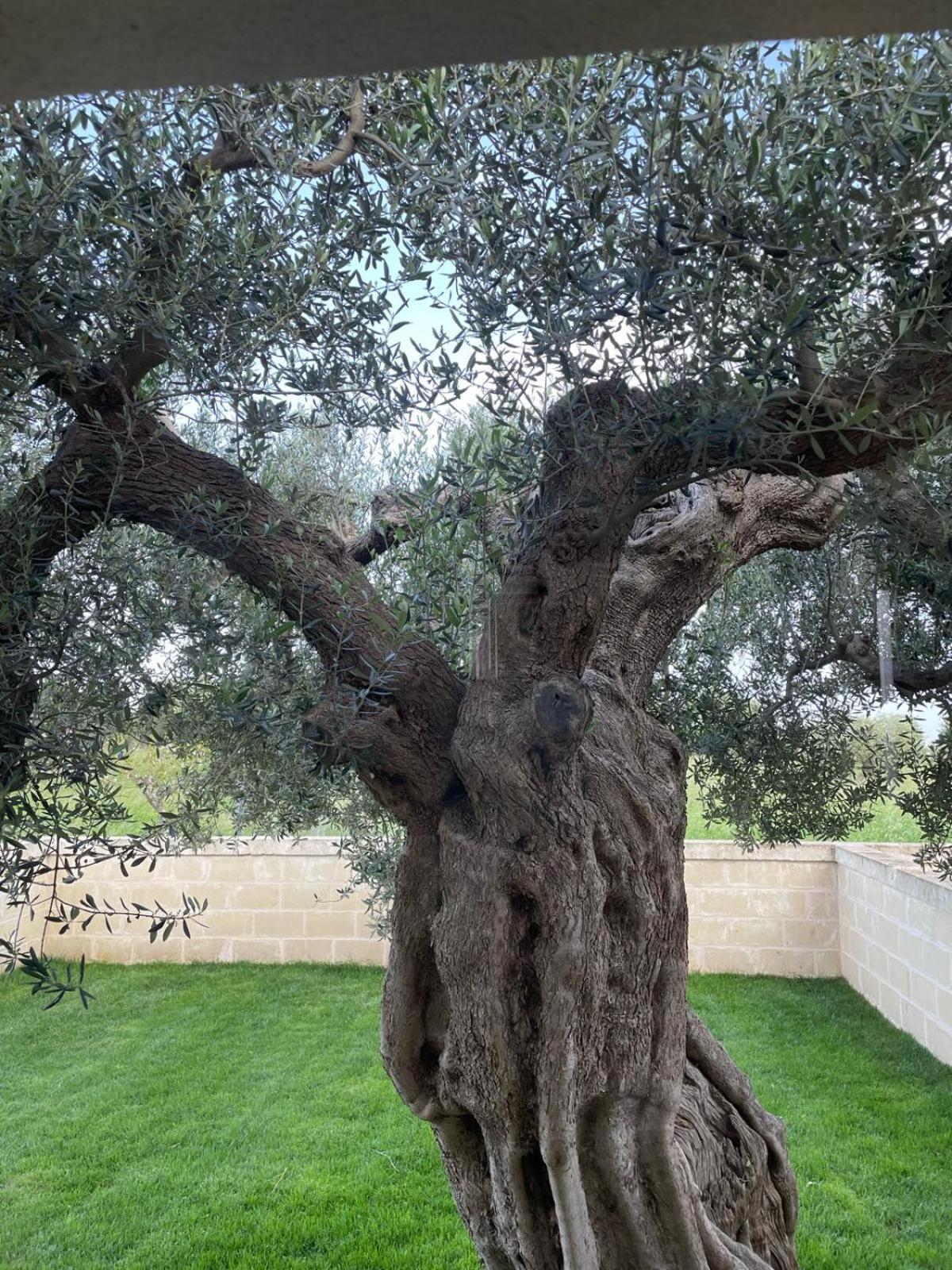 Masseria Fanizzi Conversano Rom bilde